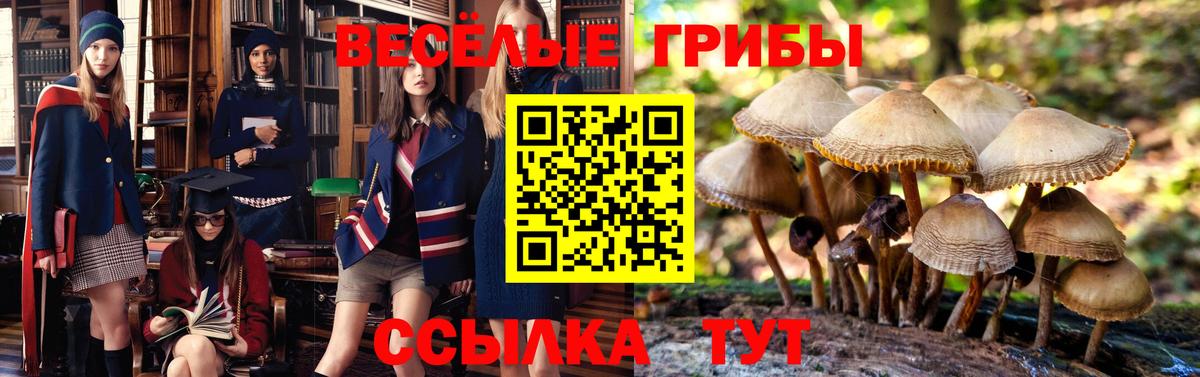 Галлюциногенные грибы Psilocybine cubensis Дивногорск